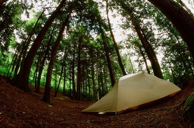 Wooded campsite on an island on Manitou Lake. 